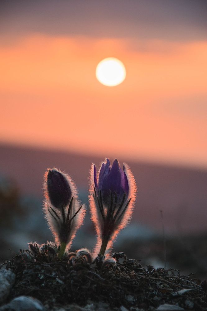 Сон-трава,Челтер Мармара