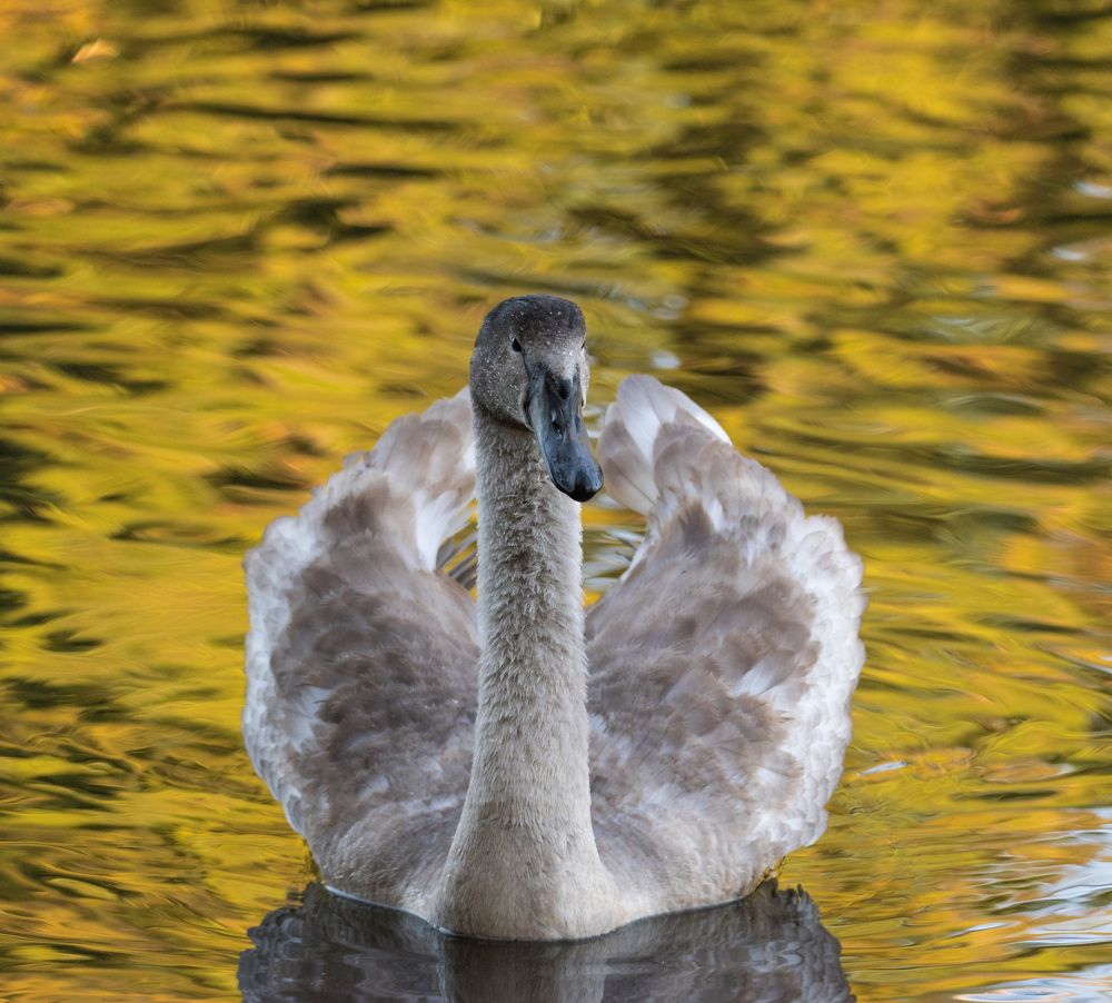 Лебедь в парке
