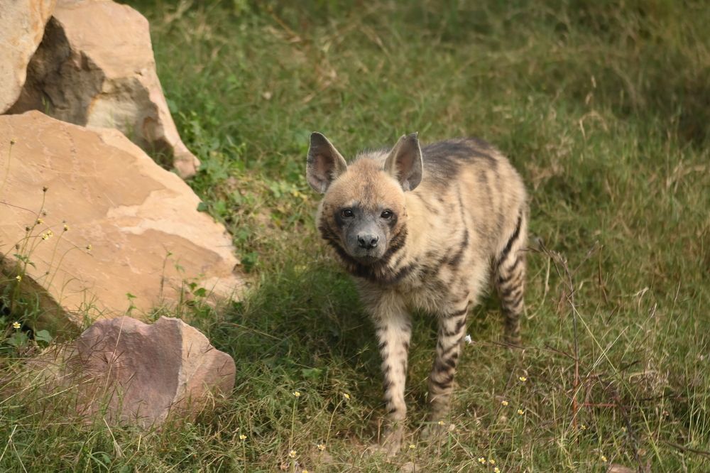 Photograph by Faisal Khan