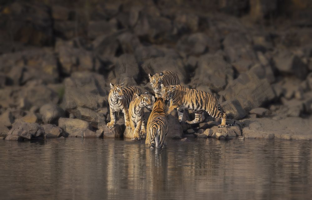 Фотография автора Ashok Behera