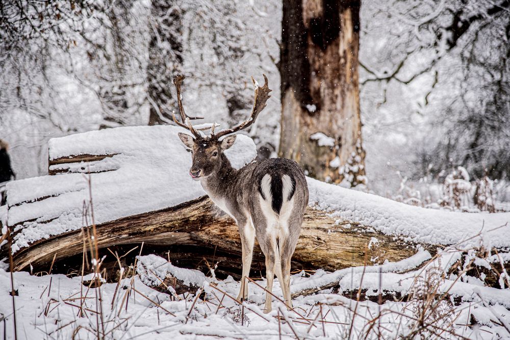Photograph by Giacomo Giannelli