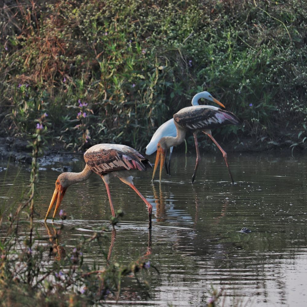 Photograph by Pavnil Patel