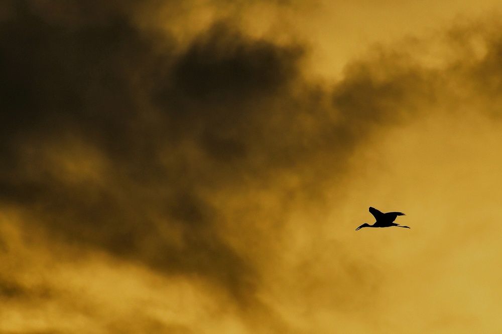 Photograph by Susanjit Saha