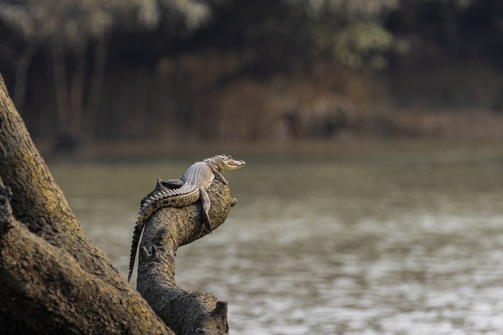 Crocodile on a Perch!