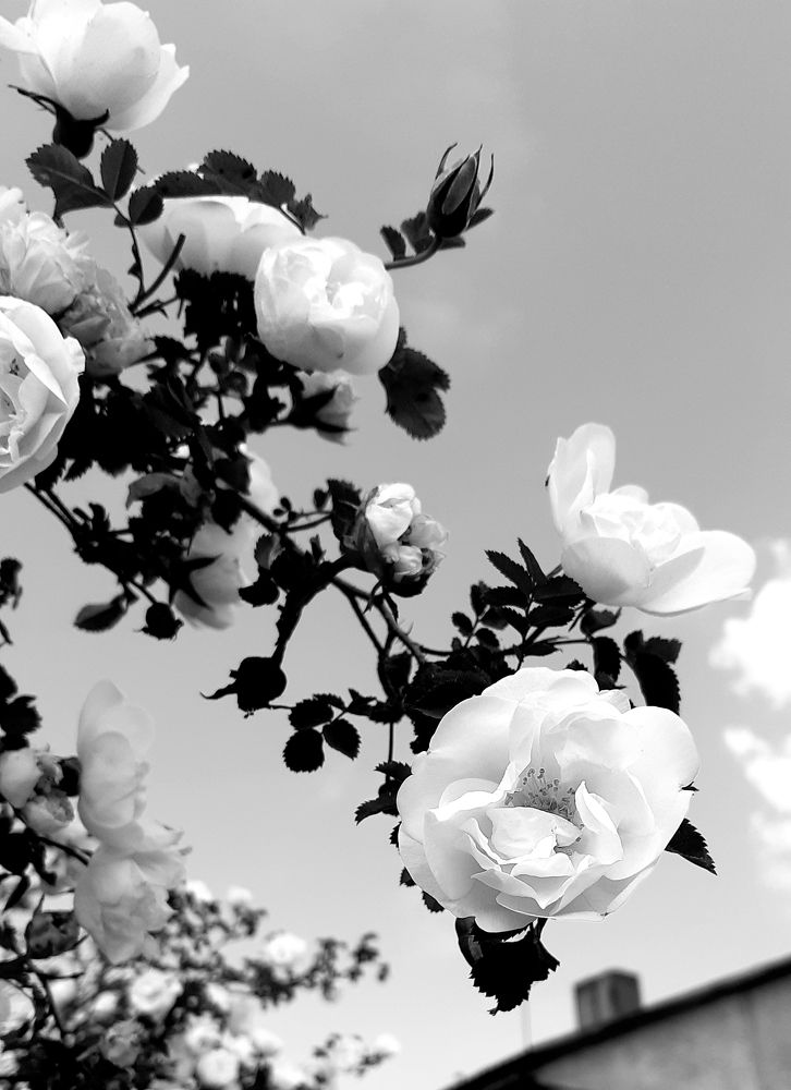 Фотография автора Ирина Лукьянчик