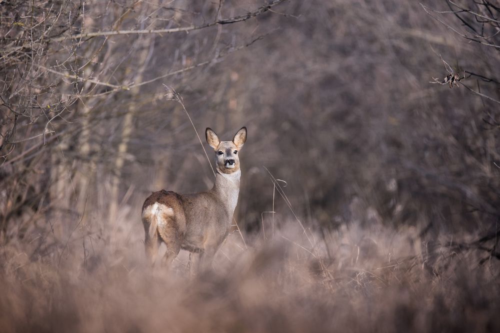 Photograph by Чурсина Виктория