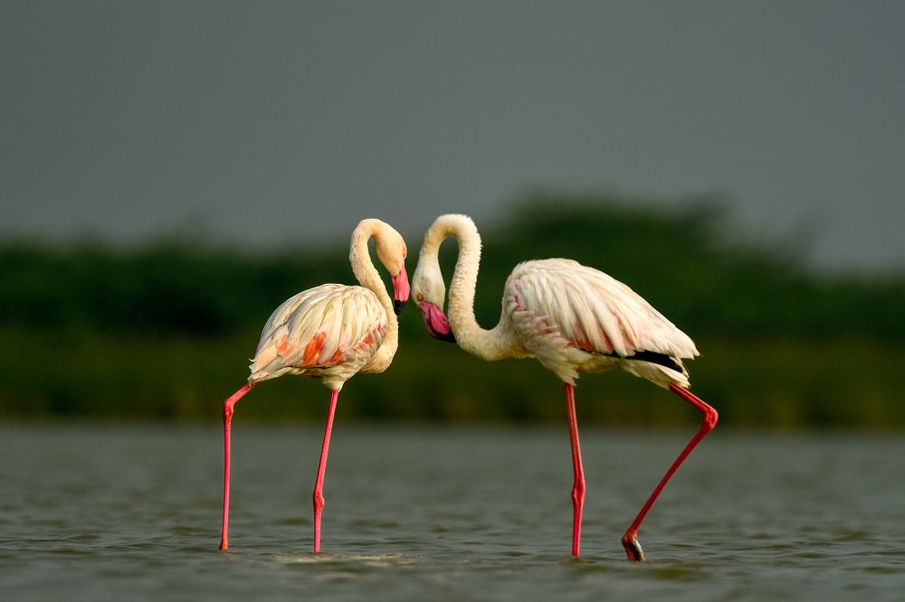 Фотография автора Prashant Parate