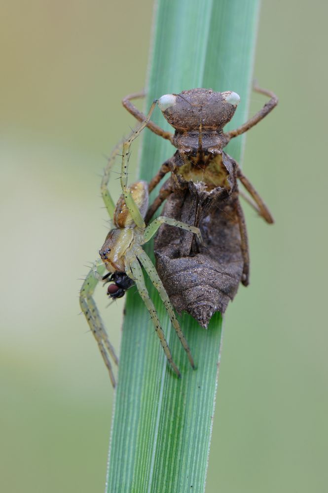 Находчивый паучок.