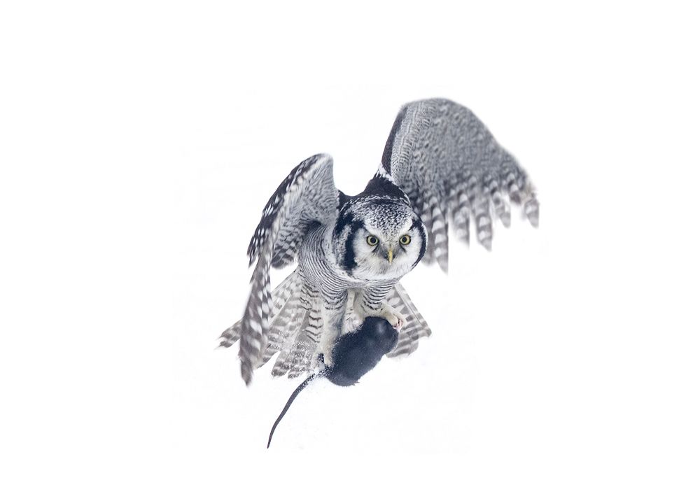 Photograph by Светлана Барабанщикова