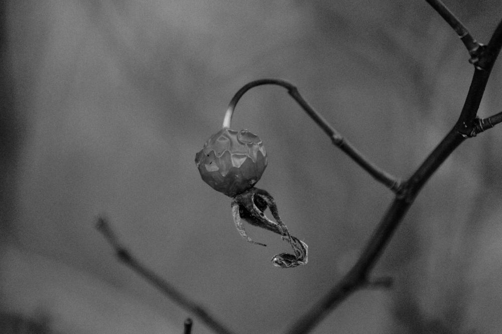 Photograph by Елена Верховская