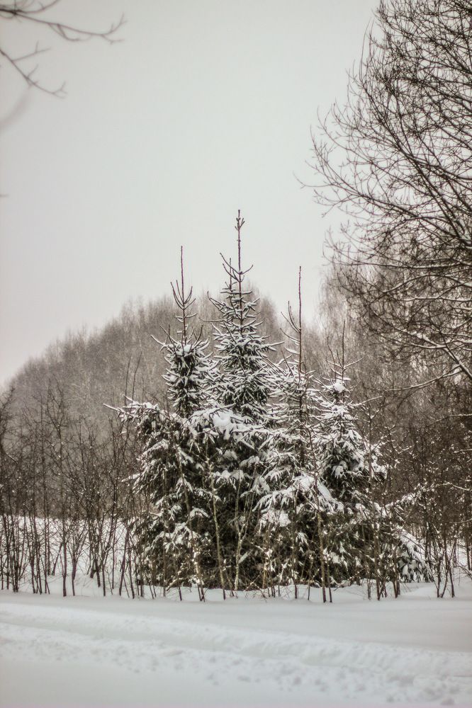 Photograph by Alyona Pravel’eva