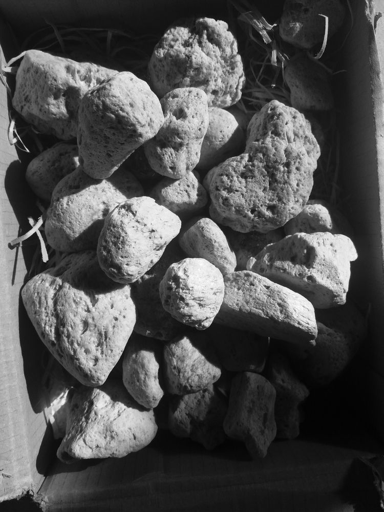 Photograph by WANDA OZIERANSKA