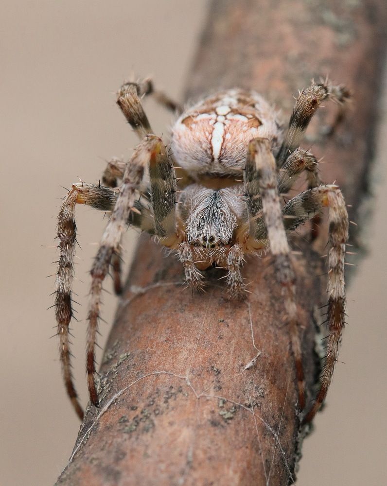 Photograph by Игорь Осипов