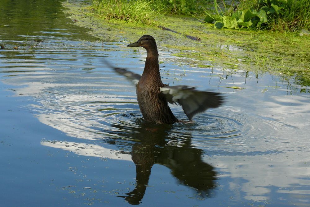 Photograph by Александр Баданов