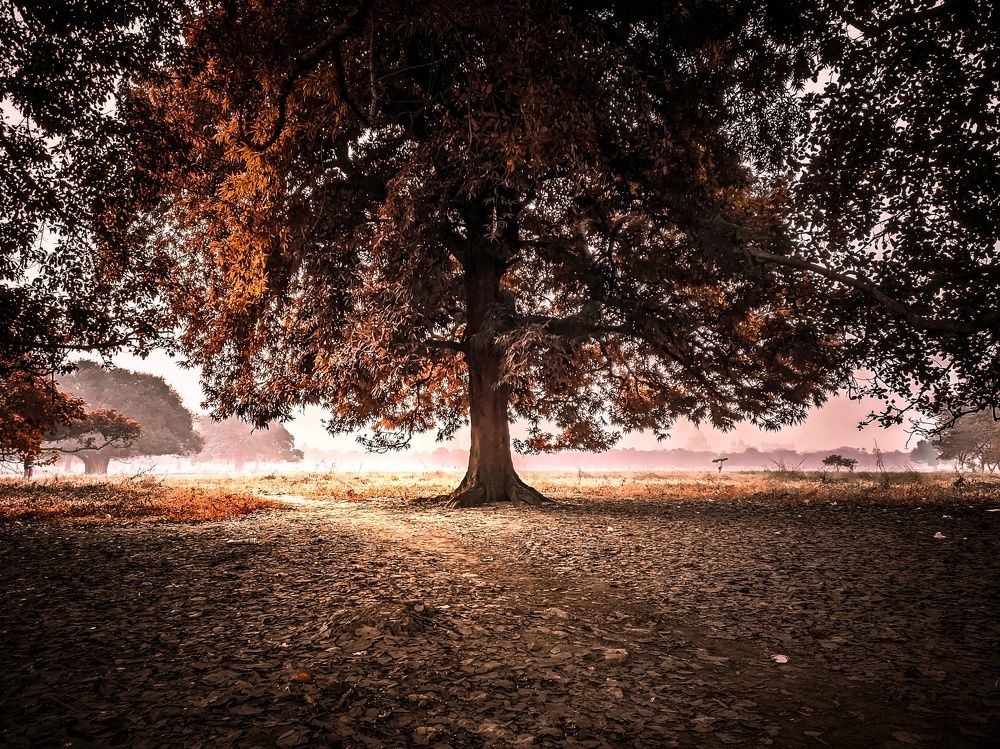 Photograph by Trishik Bose