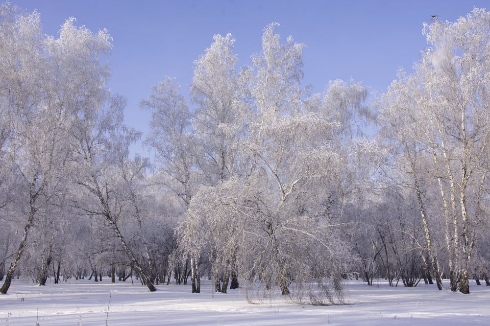 Мороз и солнце