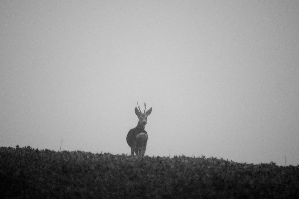 Photograph by Jan Musil