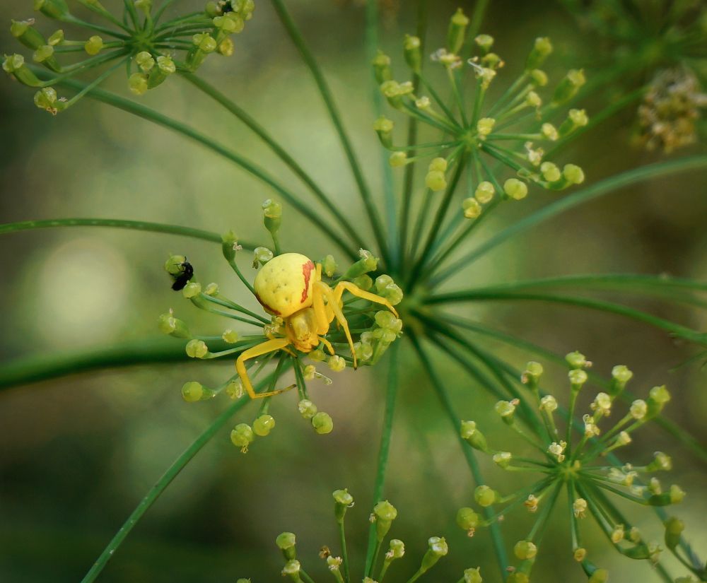 Photograph by Ави Христова