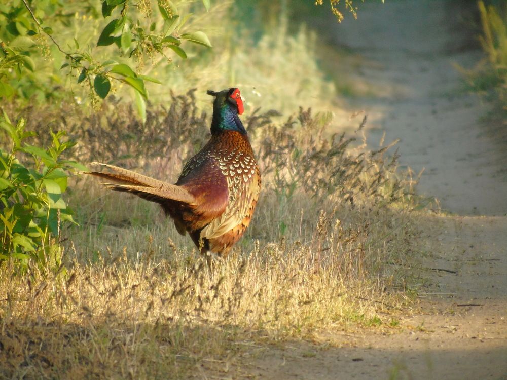 Иди за мной...