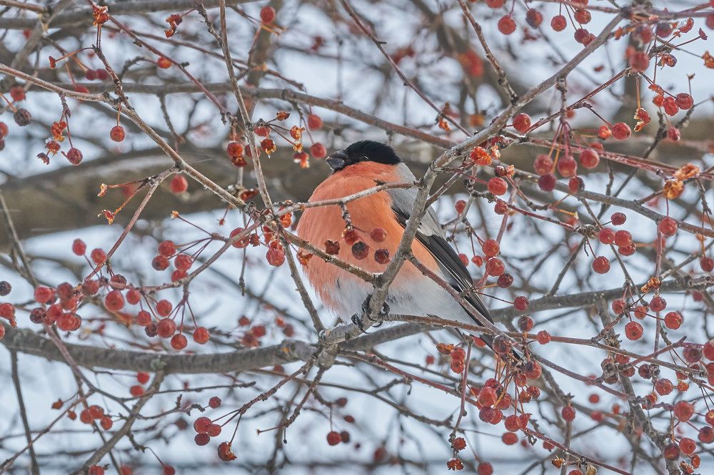 Photograph by Алексей Приешкин