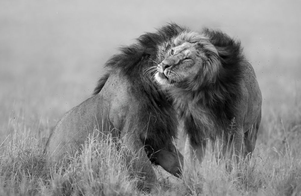 Photograph by Dilip Shah