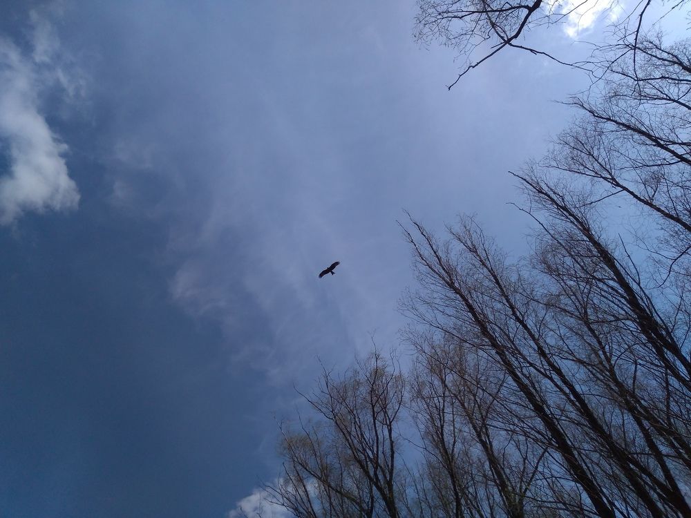 Photograph by СТЕПАН ДЖУЛАКИДЗЕ