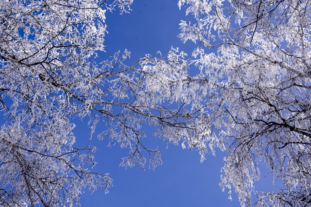 Белая берёза