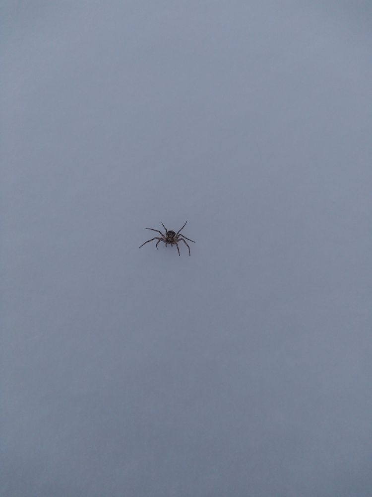 Photograph by СТЕПАН ДЖУЛАКИДЗЕ