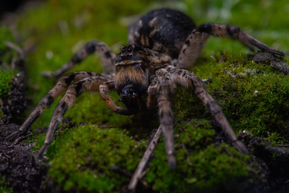 Тарантул за обедом