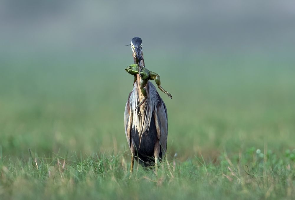 Photograph by Dilip Shah