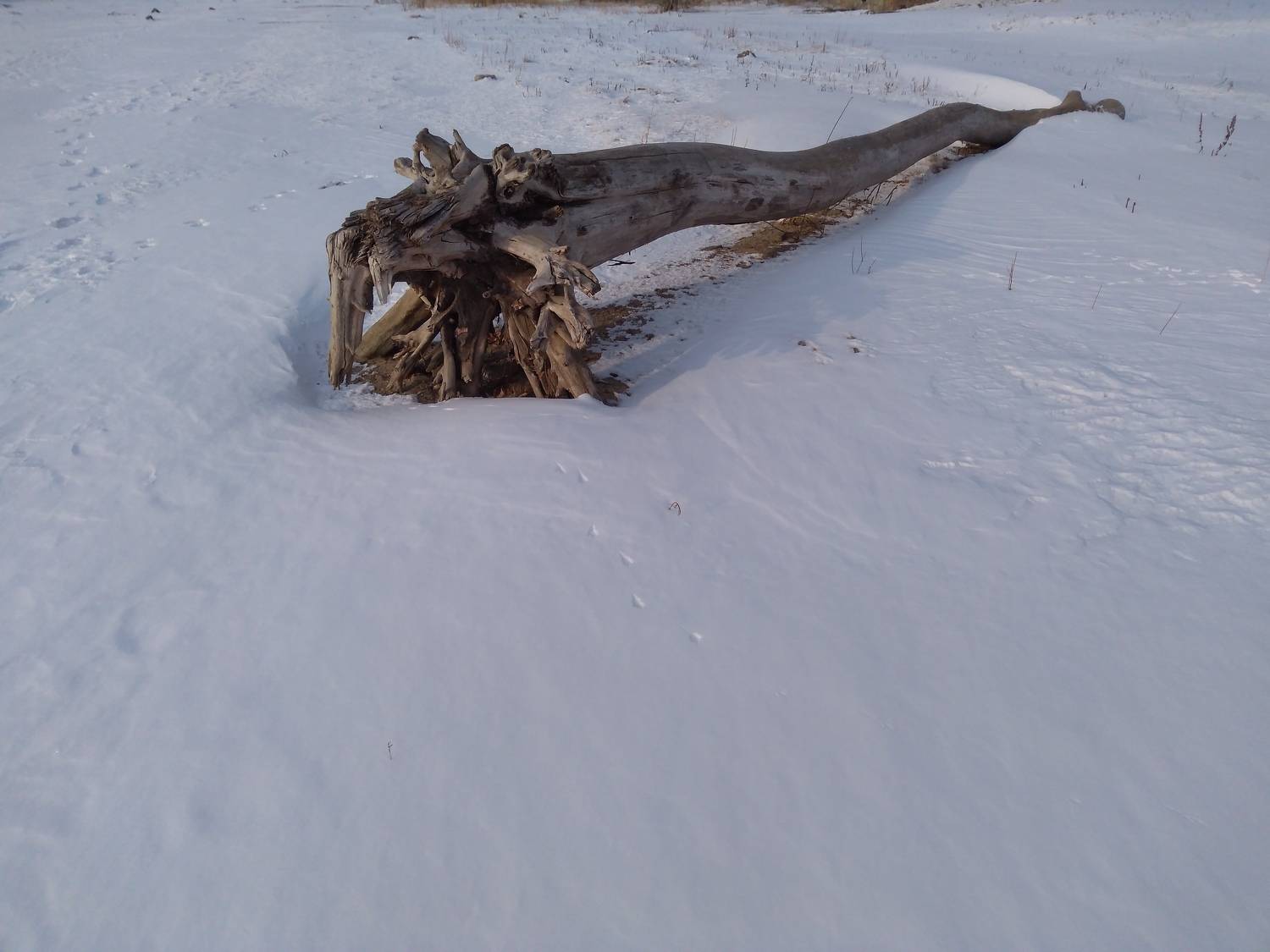 Photo #7094220