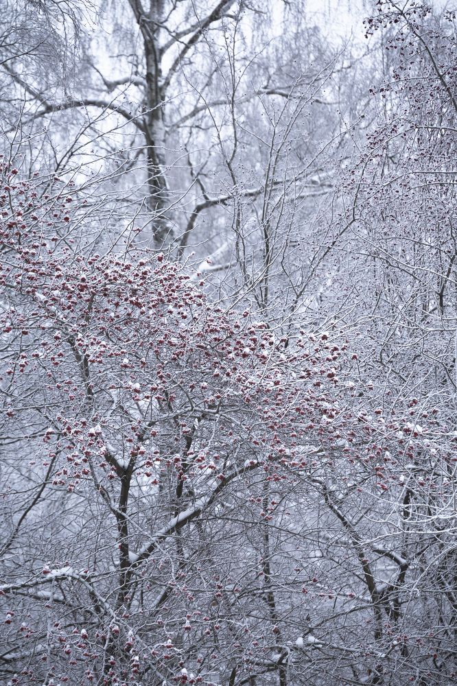 Фотография автора Людмила Лучаева