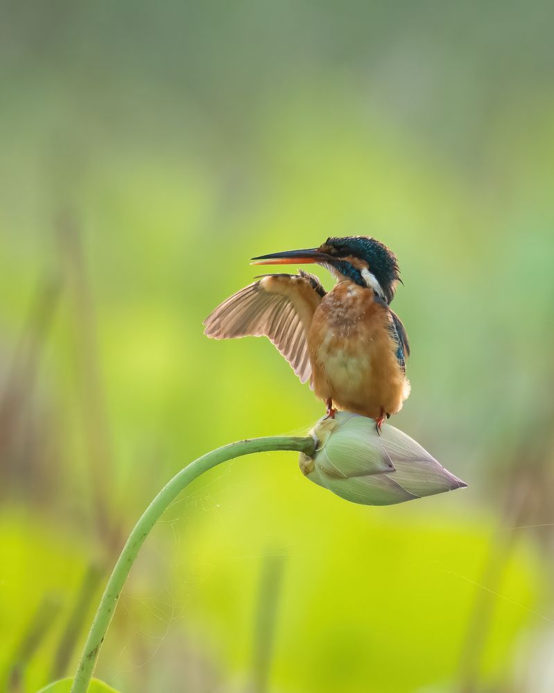 Фотография автора Anandhu M