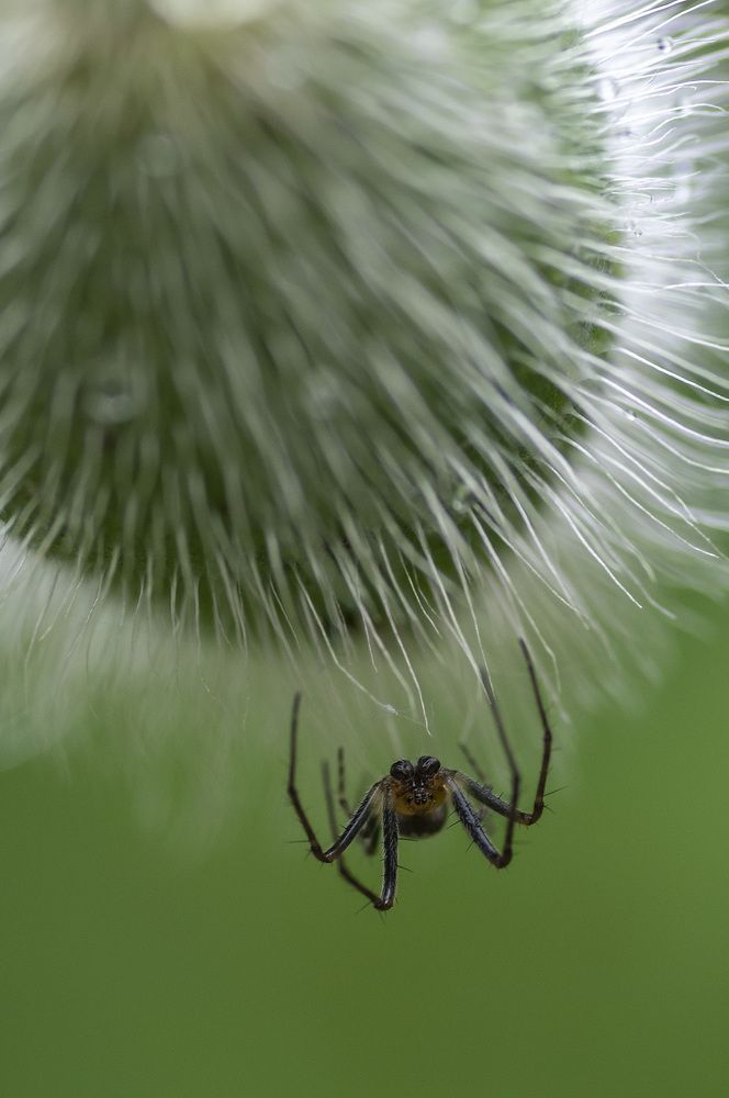 На маковой головке