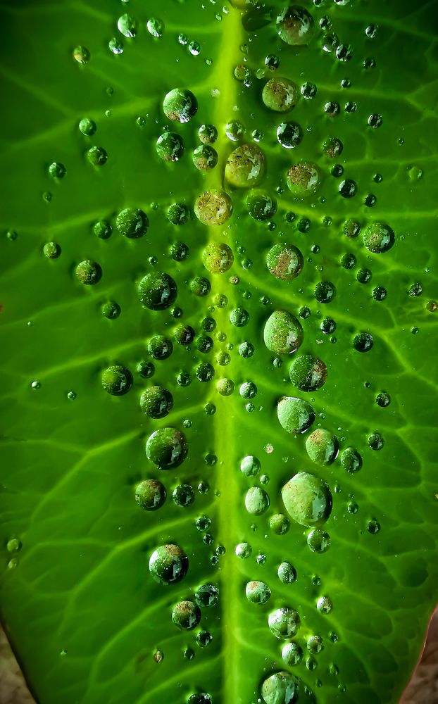 Photograph by Carlos Macias