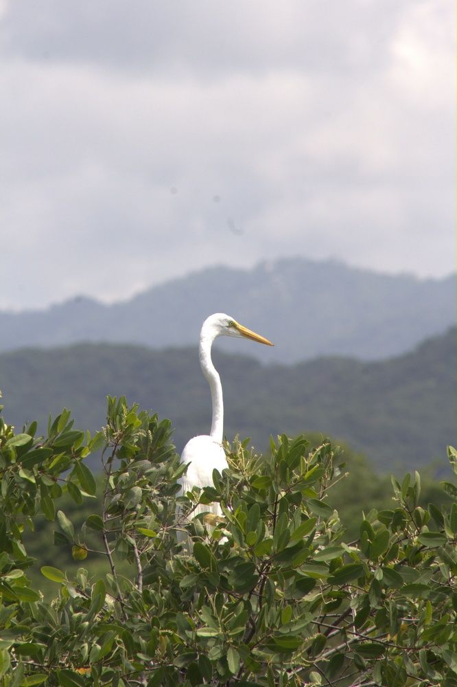 Aves en Libertad