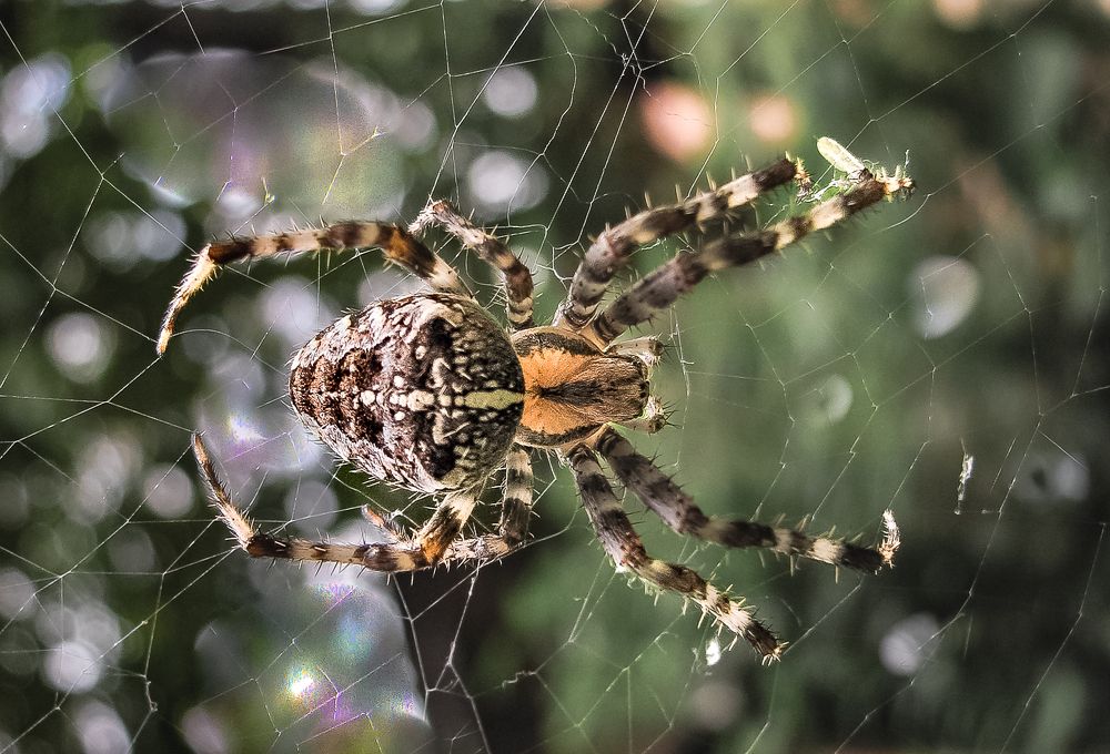 Photograph by Михаил Заброцкий