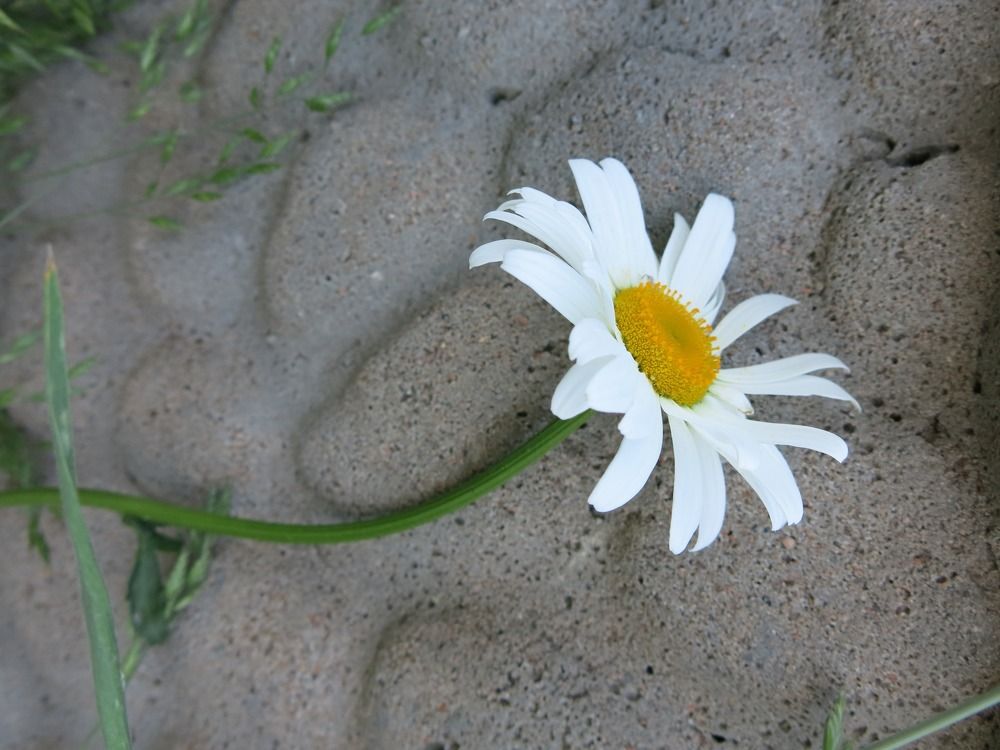 Photograph by ЭЛЬМИРА  ИСМАИЛОВА