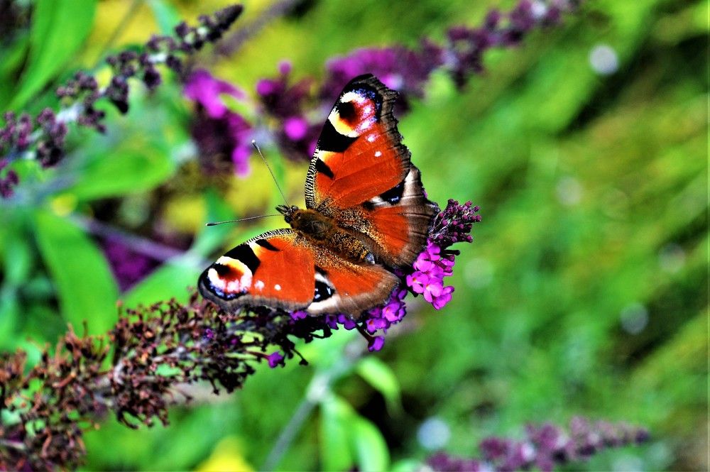 Photograph by Zdeňka Hudcová