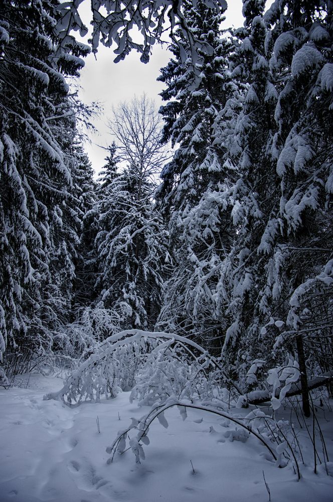 Photograph by Marina Lucenko