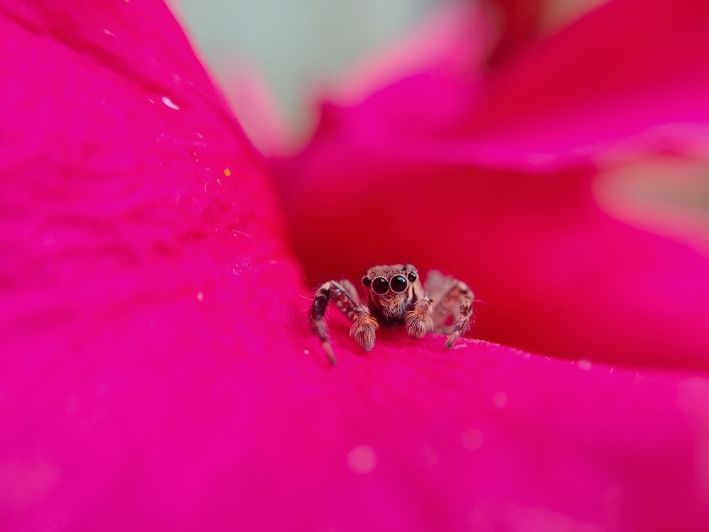 Photograph by Abhijit Shil