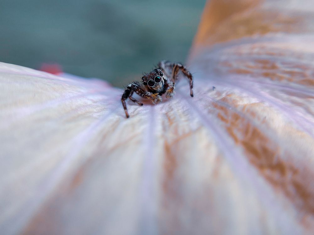 Red Jumping Spider
