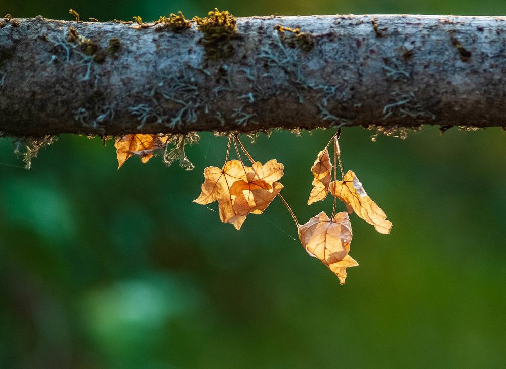 Фотография автора Севак Асрян
