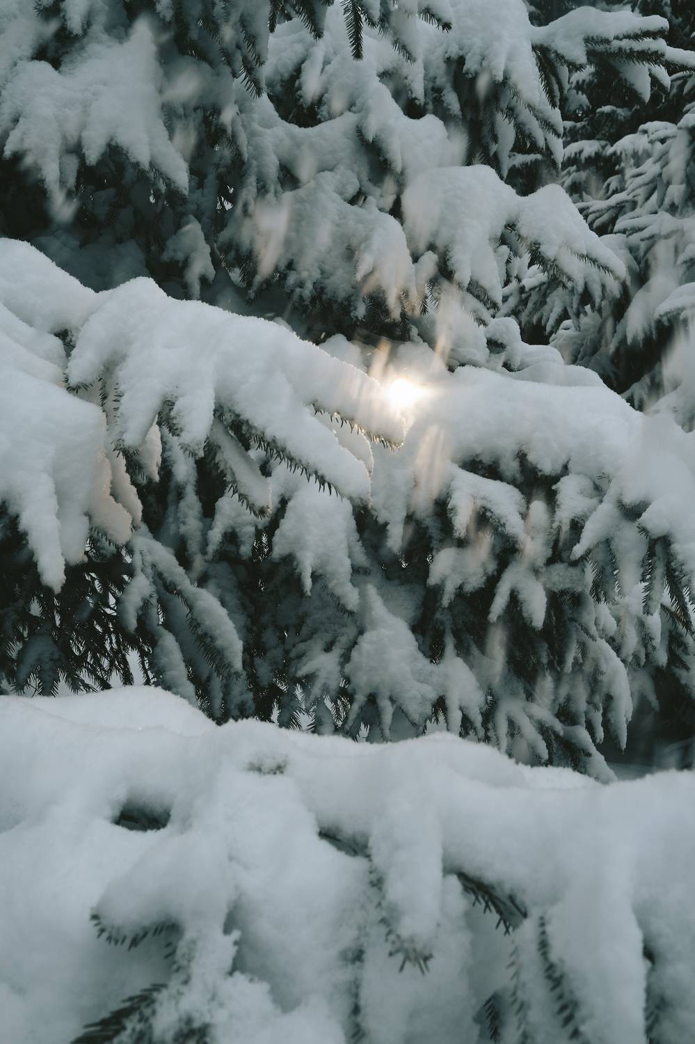 Photo #7095992
