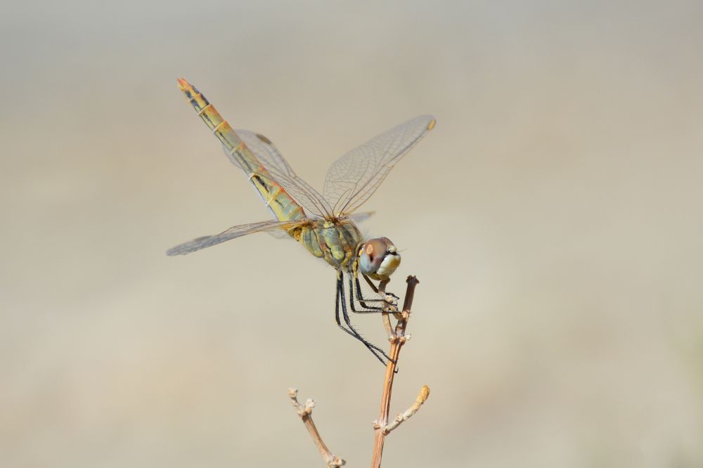 Photograph by Mohammad Amin Ghaffari