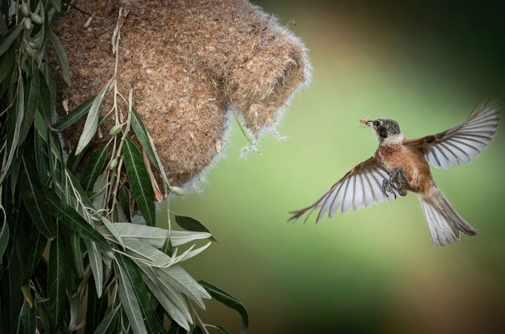 Ремез у гнезда