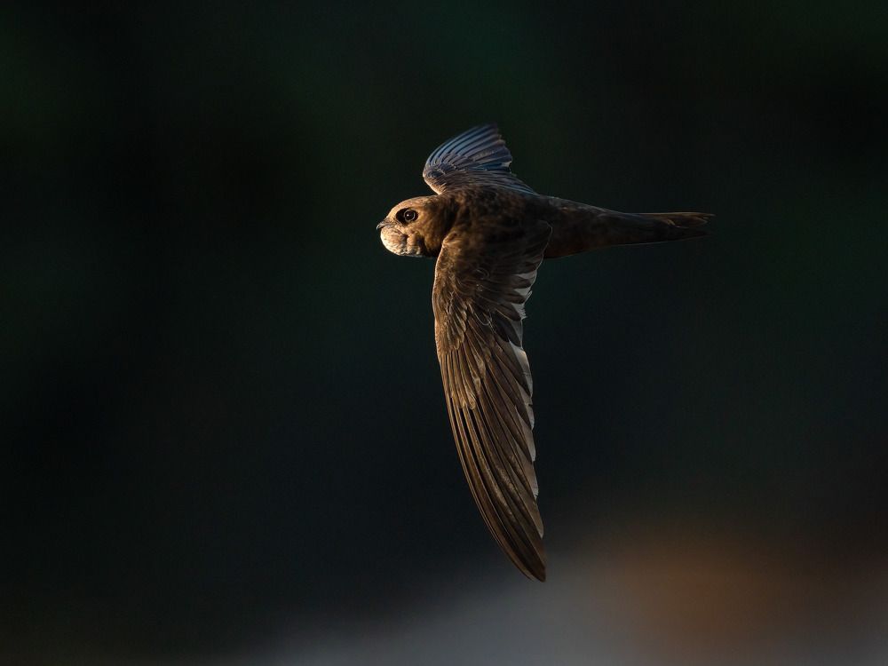 Photograph by Norberto Esteves