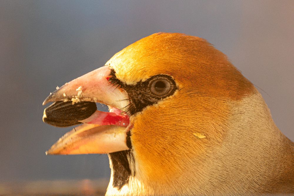 Кушаю семечки.