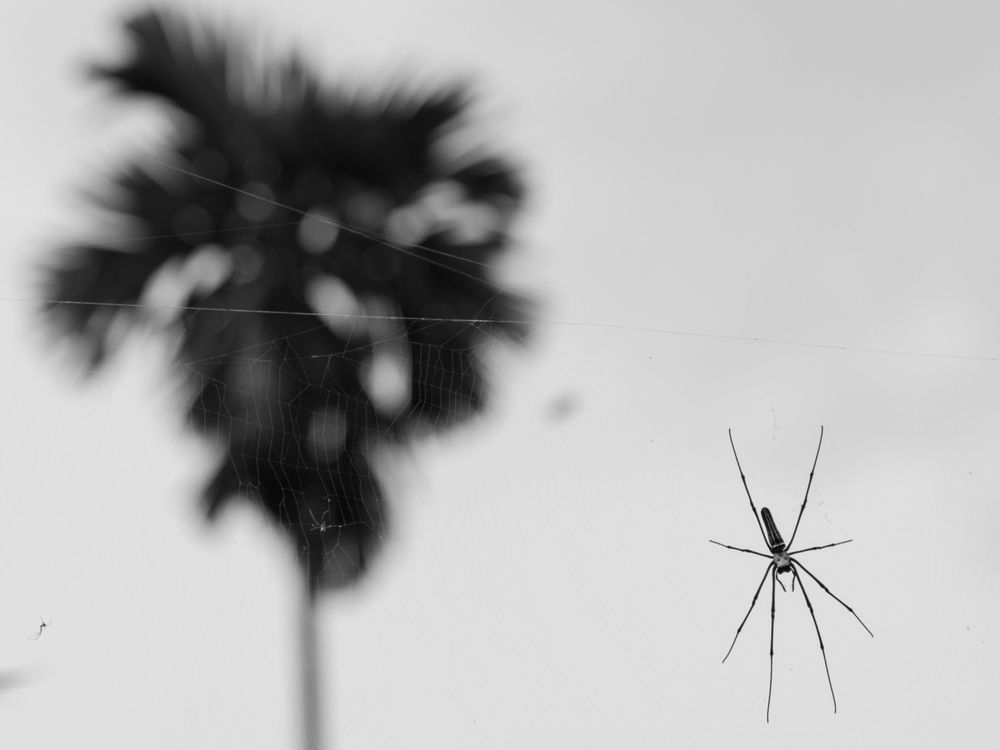 Photograph by Linto John