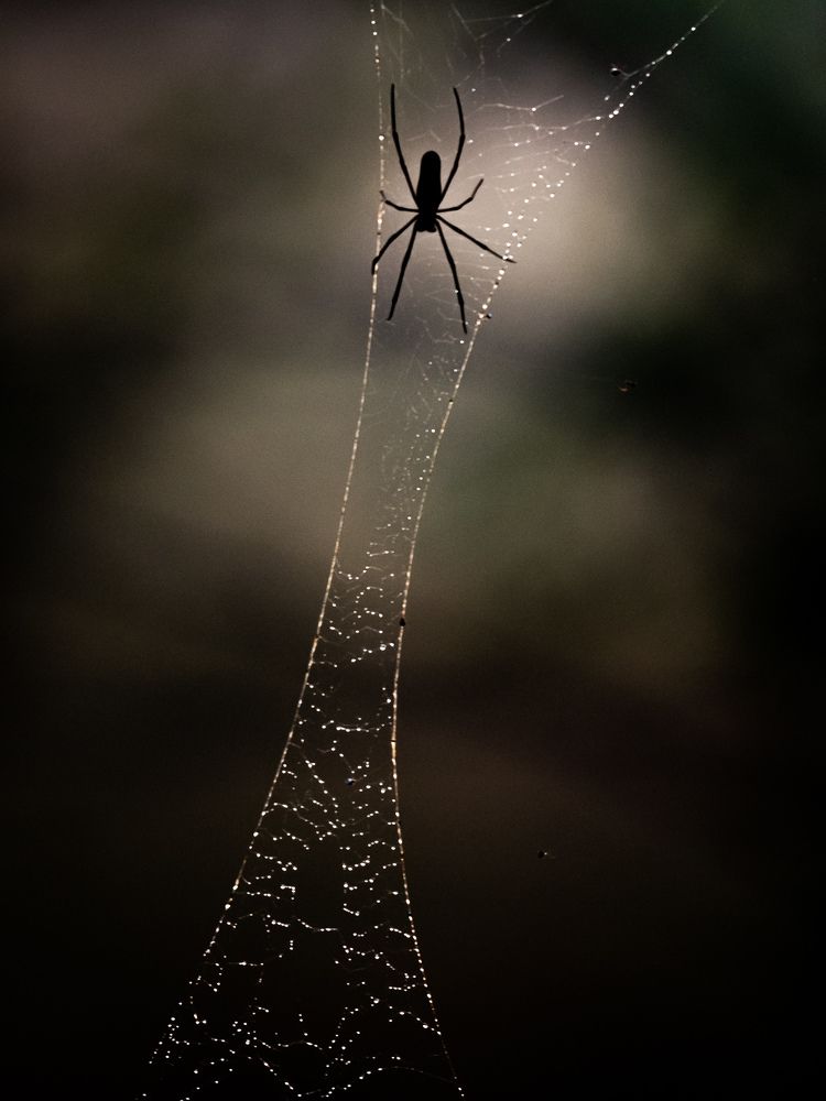 Photograph by Linto John